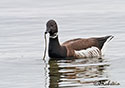 Branta bernicla